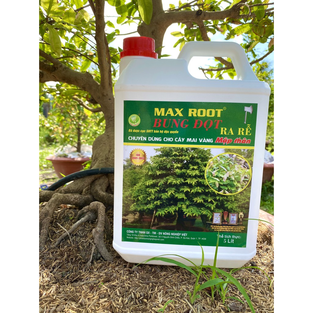 PHÂN BÓN CHO MAI VÀNG BUNG ĐỌT RA RỄ MAX ROOT CAN 5 LÍT - BUNG TƯỢC MẠNH ĐẺ NHÁNH NHANH, XANH LÁ, DÀY LÁ