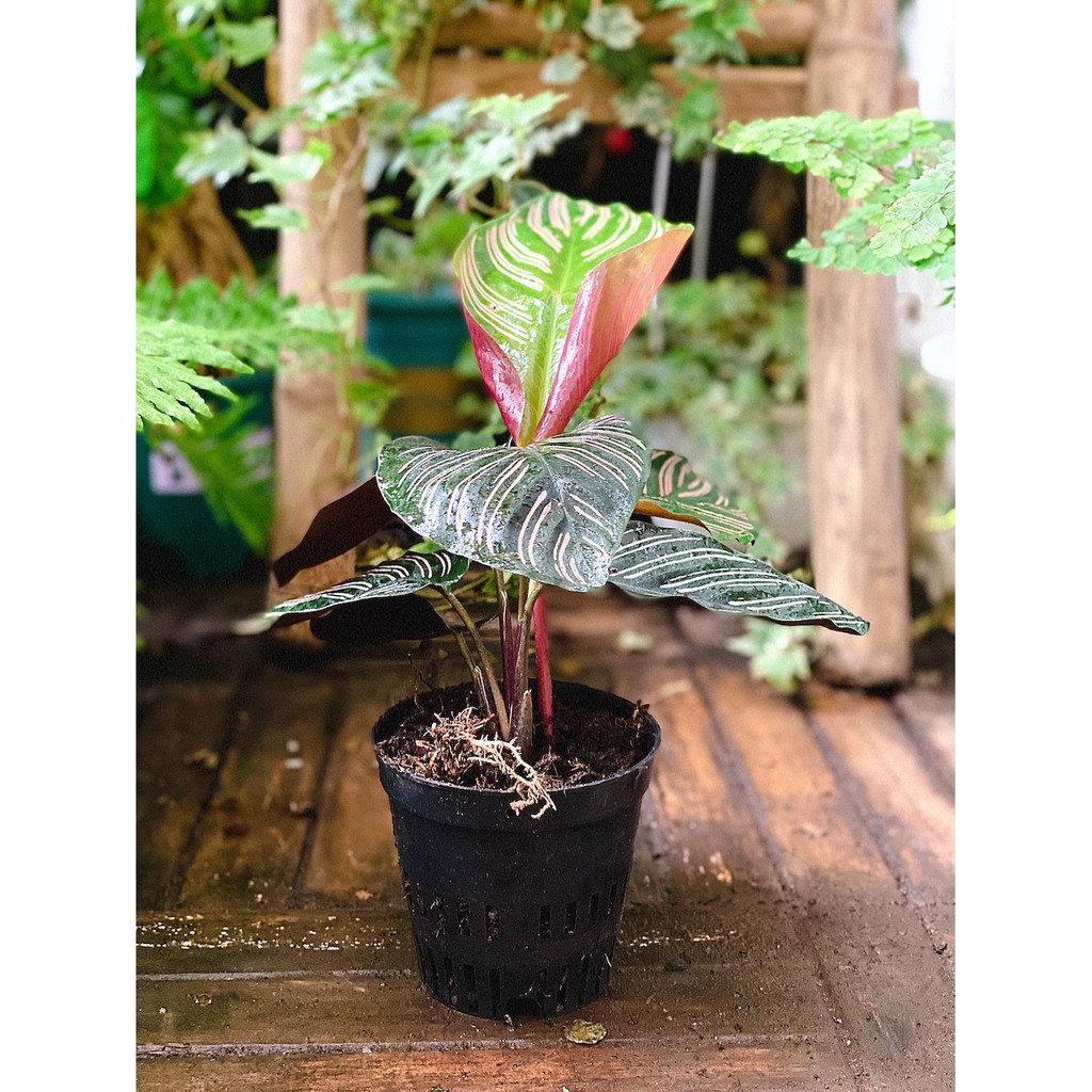 Cây Calathea ornata Sanderiana (Đuôi Công Đen, Hắc Công Vỹ) chậu nhựa