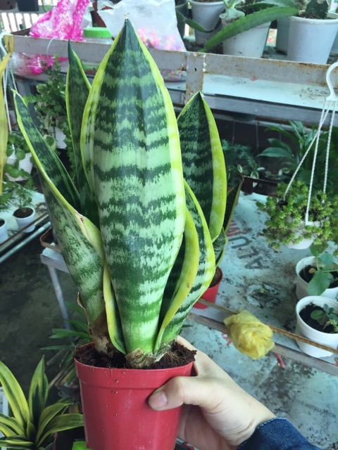 LƯỠI HỔ THÁI 3 THÂN