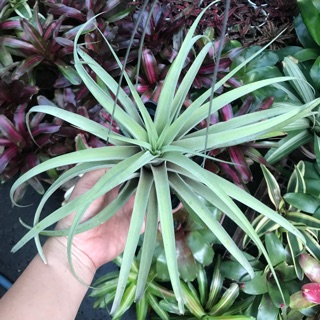 Cây không khí Tillandsia capitata peach đại,thanh lọc không khí,dễ chăm sóc,decor trang trí nhà cửa sân vườn,airplant