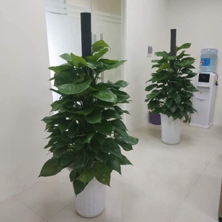 Cây trầu bà leo cột