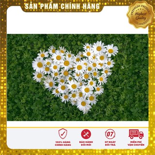 Hạt Giống Hoa Cúc Chi Trắng 50 hạt