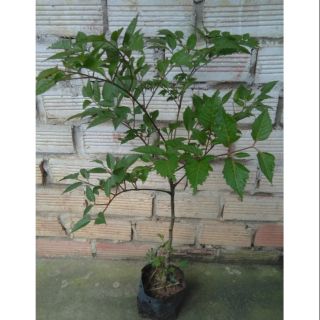 Cây đinh lăng lá to