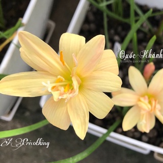 Huệ mưa kép ngoại Apricot king