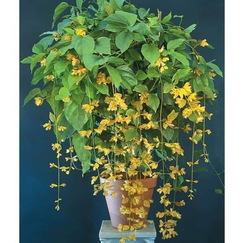Cây giống hoa lan hoàng dương
