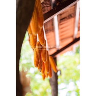 Set trái bắp khô