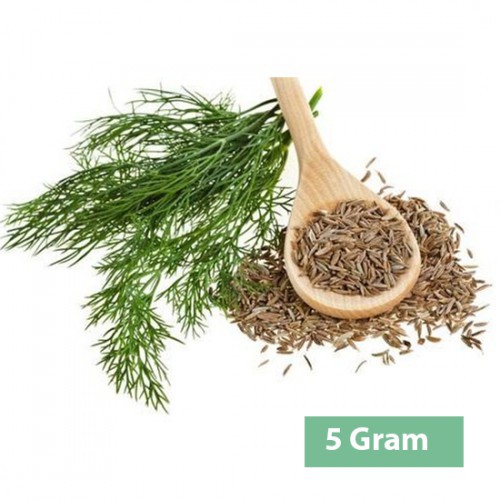 Hạt giống thì là  tứ quý 5gr HN