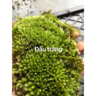 combo 100k/5 loại rêu bán cạn