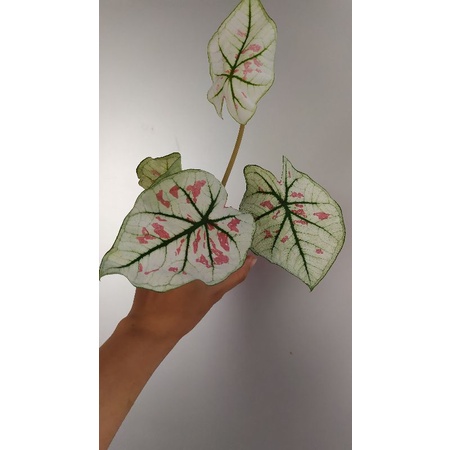 caladium strawberry/ môn dâu tây