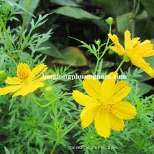 Hạt Giống Hoa Cúc Sao Nháy nhiều màu (hoa cánh bướm) 50 hạt