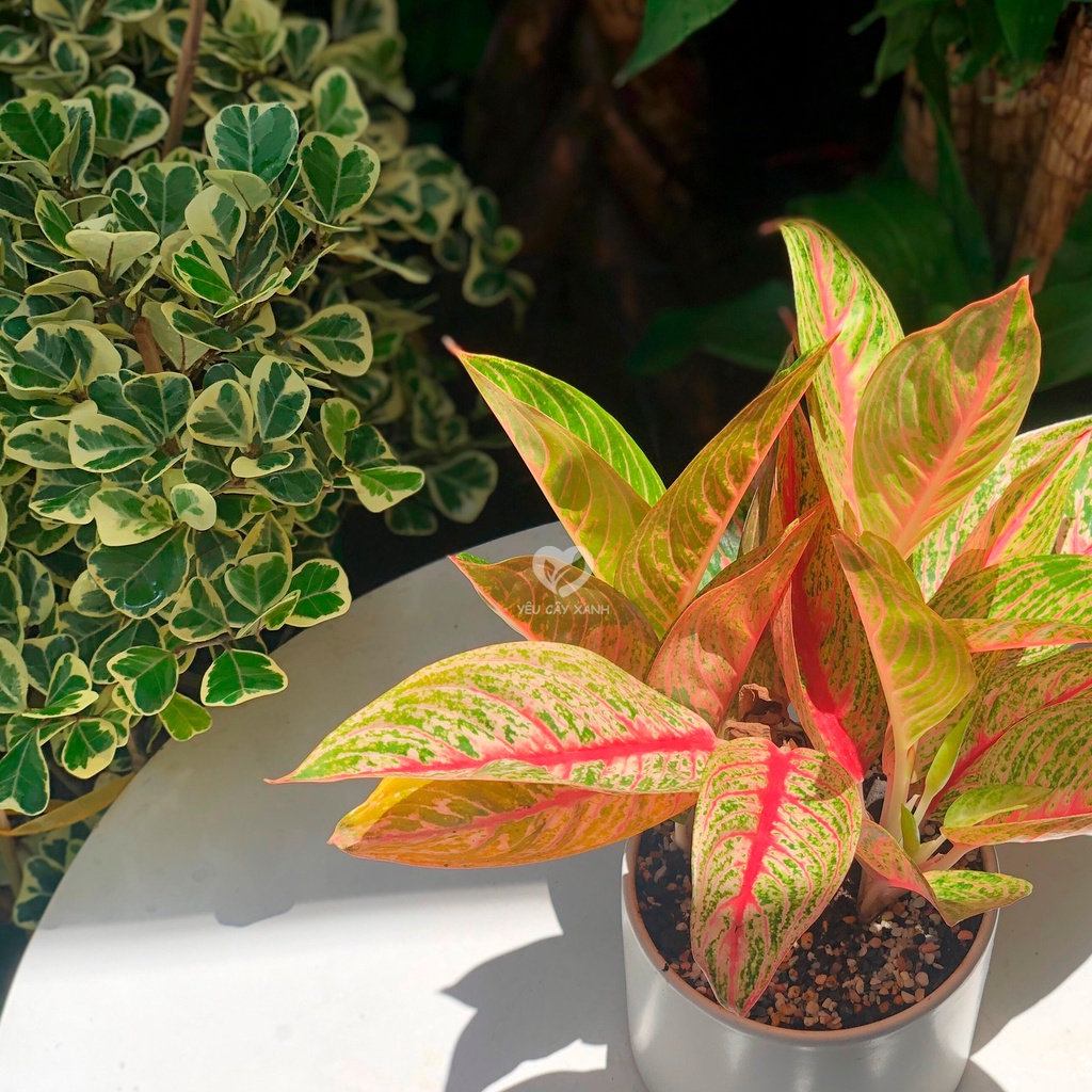 Cây Cung Điện Vàng để bàn kèm chậu