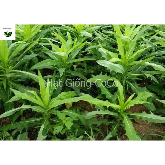 Hạt Giống Rau Bồ Công Anh 100 Hạt, Nảy Mầm Tốt, Nhiều Công Dụng Tốt Cho Sức Khỏe