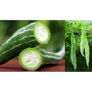 Hạt Giống Quả Lặc Lày (Lặc lè) 2g (Hàng Loại 1)