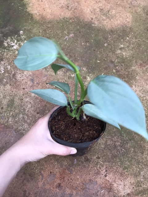 Trầu bà Philodendron Hastatum