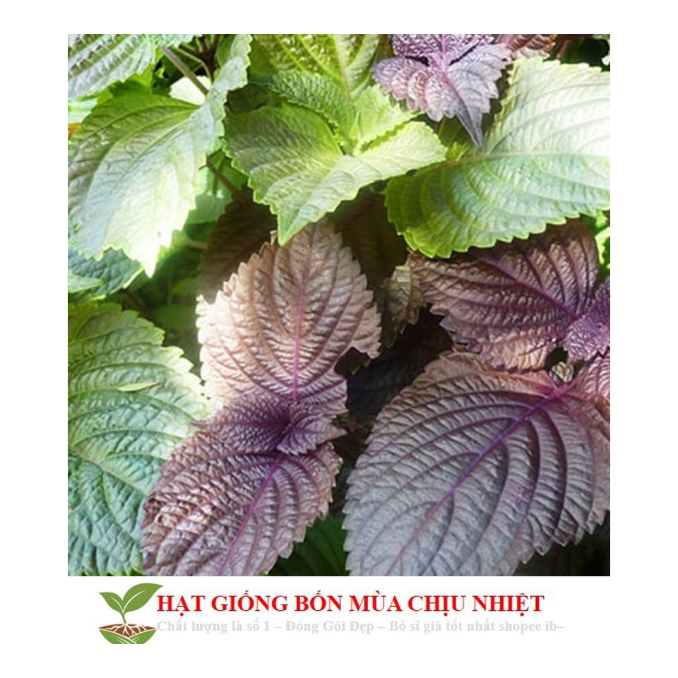 Gói 100 Hạt Giống Cây Rau Tía Tô Cao Sản luckyseed hạt siêu rẻ