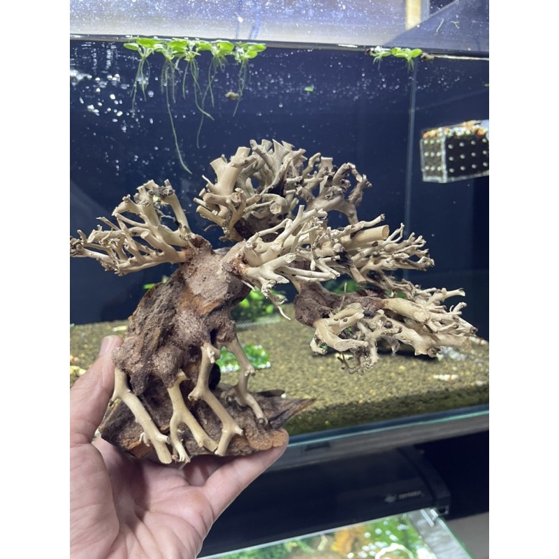 Lũa bonsai tiêu chuẩn đế đá 15x20cm