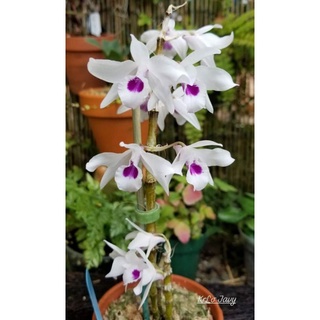 Hàng mới .Lan ý ngọc