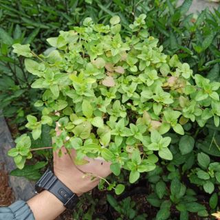 Cây kinh giới oregano - chậu lớn