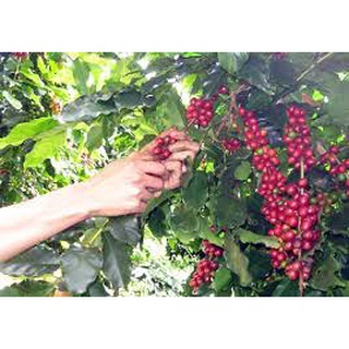 Cây cà phê arabica