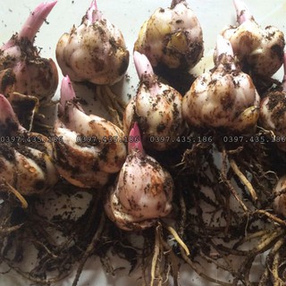 Củ ly lùn thơm_hoa ly_Hoa ly nhiều màu