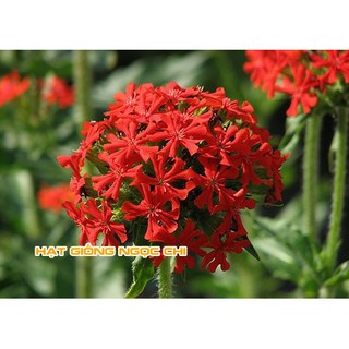 Hạt Giống Hoa Thu La Đỏ - 50 Hạt
