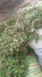 TINH DẦU TRÀM NGUYÊN CHẤT 100%