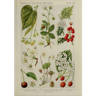 TRANH CỔ ĐIỂN- botanical book