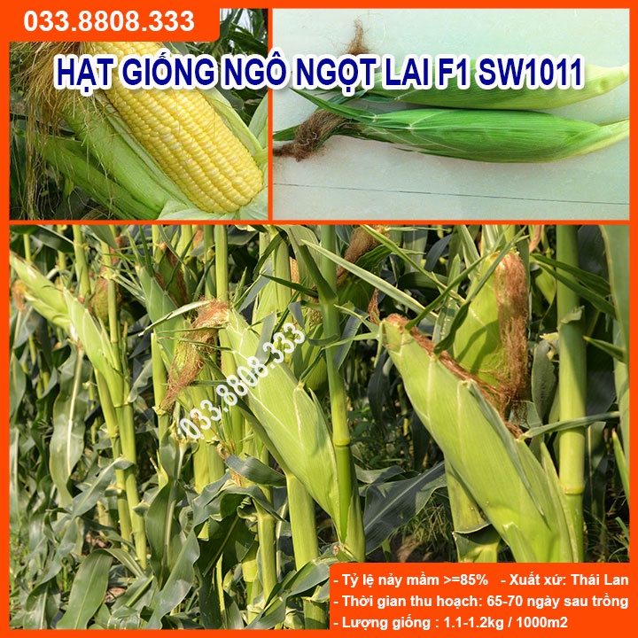 Hạt Giống Ngô Ngọt Việt Thái SW1011 ( Gói 200gram)