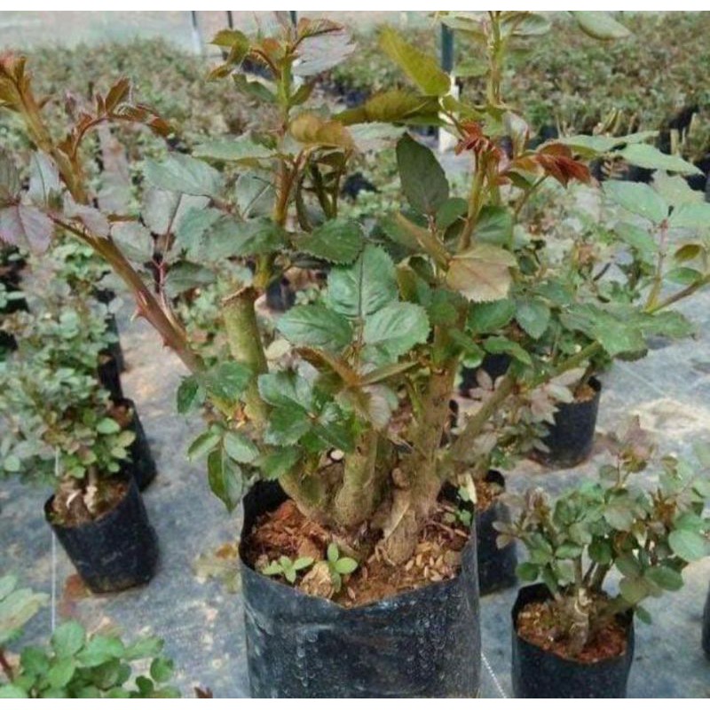 COMBO 05 GỐC HỒNG ĐẠI TO MẬP ĐỦ MÀU
