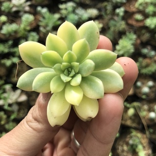 Sen mặt trời var vĩ