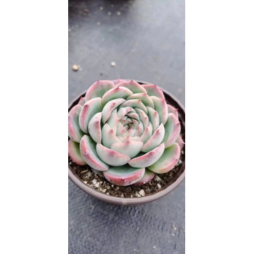 Sale 50% - Sen đá bánh bao lửa size to.