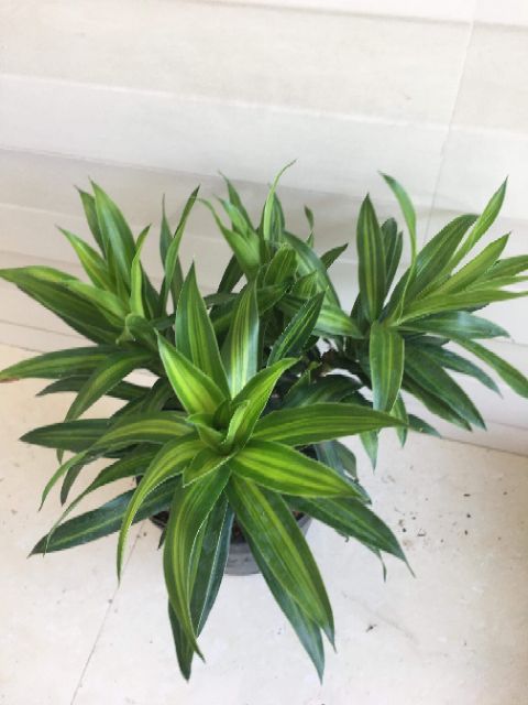 Trúc Bách Hợp...