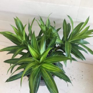 Cây 🌲 Trúc Bách Hợp... để bàn