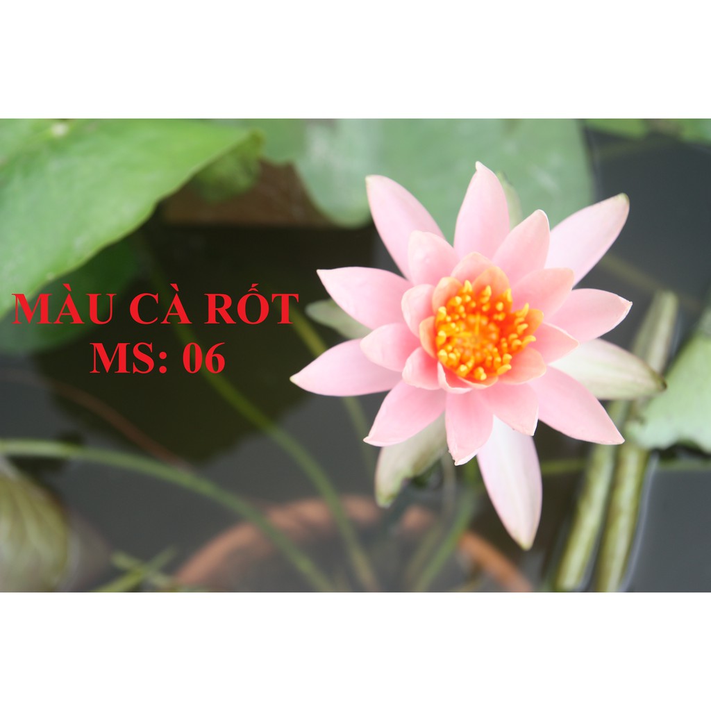 Combo 4 cây to Hoa Súng Thái Lan mix màu CB2