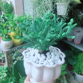 Chậu Cây Tuyết Tùng