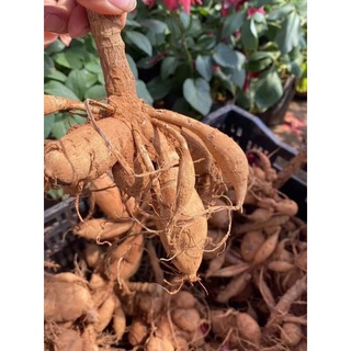 Củ hoa thược dược khổng lồ