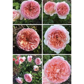 cây hồng Abraham Darby rose