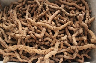 Củ ba kích tươi 500g tách lõi