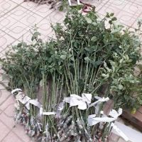Cành chiết nguyên bản