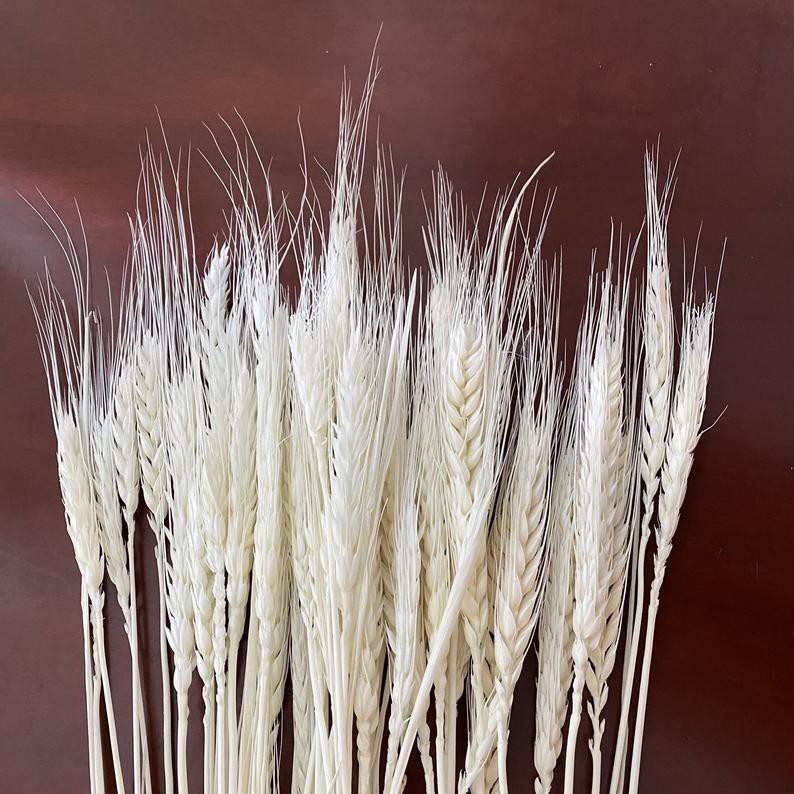 5 hoa lúa mạch khô màu trắng❤️FREESHIP❤️ Hoa Lúa mạch khô ITALY retro vinatge, trang trí cưới