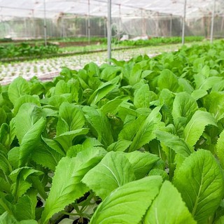 Hạt giống cải canh Hồng Kong