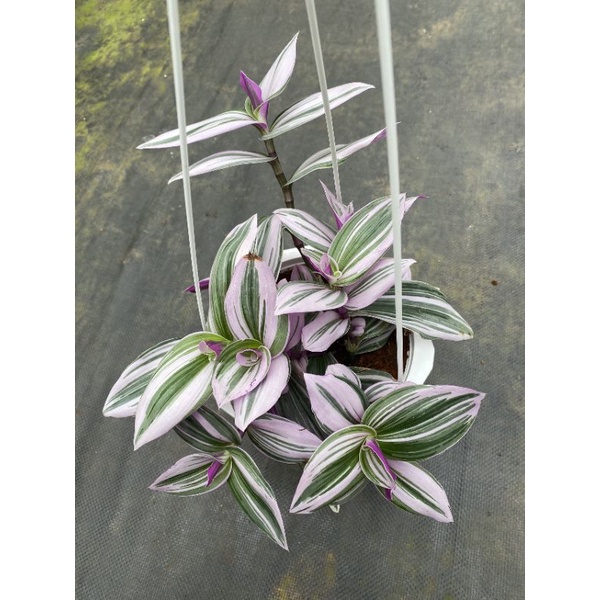 Chậu treo Tradescantia albiflora Nanouk -Thài lài Thái hồng