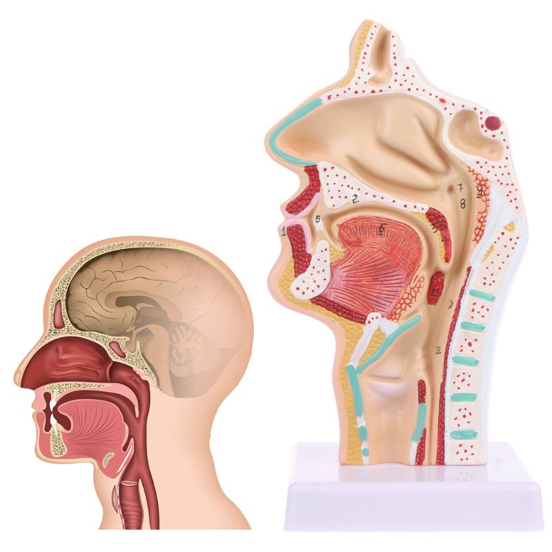 Mô Hình Giảng Dạy Y Tế Mũi Người Giảng Dạy