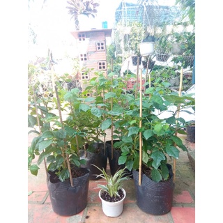 Cây Huyền Trân Công Chúa- tặng kèm phân bón