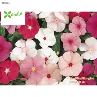 Gói 50 Hạt Giống Hoa Dừa Cạn Lùn RỦ Mix Màu (Vinca Mix)