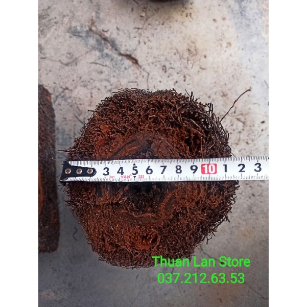 Dớn Trụ Trồng Lan Dày Đẹp Dài 20->40cm