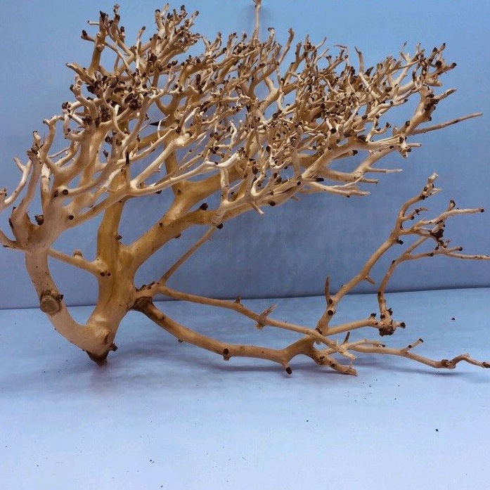 Lũa xương chùm nhánh đẹp dùng gắn lũa bonsai cho bể cá cảnh