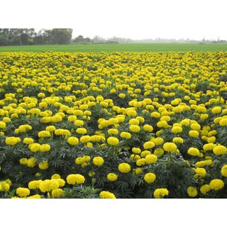 Bộ gói hạt giống Cúc vạn thọ pháp