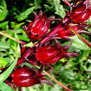 20 Hạt giống hoa atiso đỏ tặng kích mầm