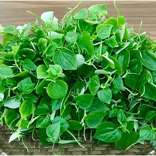 Hạt Giống Rau Càng Cua